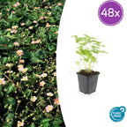 Fragaria vesca (wild strawberry) – 48 plants, Ø9 cm, 10–25 cm high