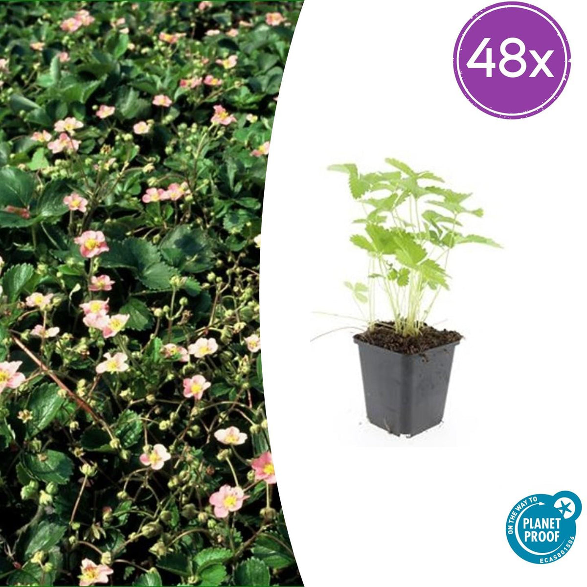 Fragaria vesca (aardbei) – 48 planten, Ø9 cm, 10–25 cm hoog – foto 2