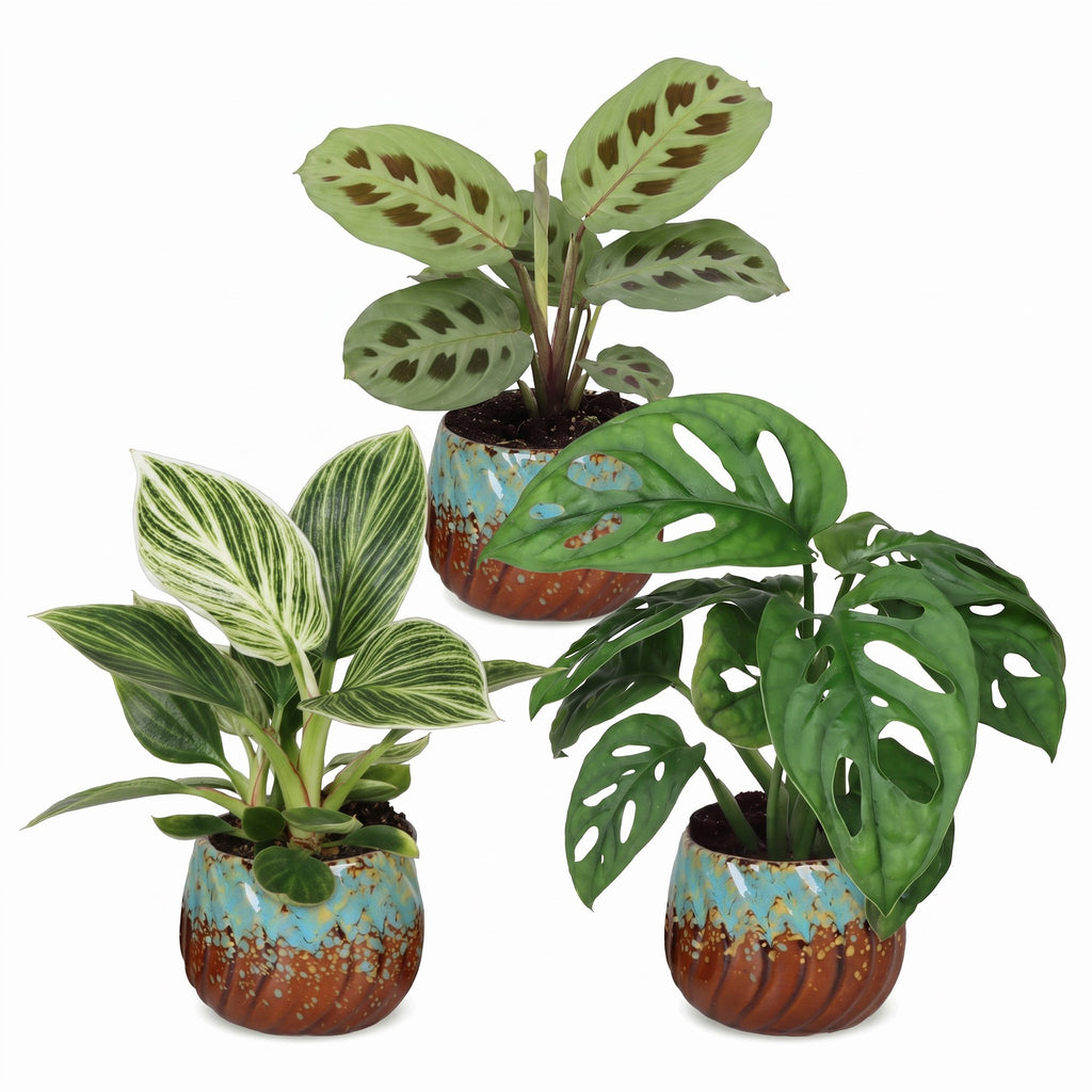 3× Box surprise de plantes d’intérieur incl. Copper Reef – Ø6 cm, 5–15 cm de haut