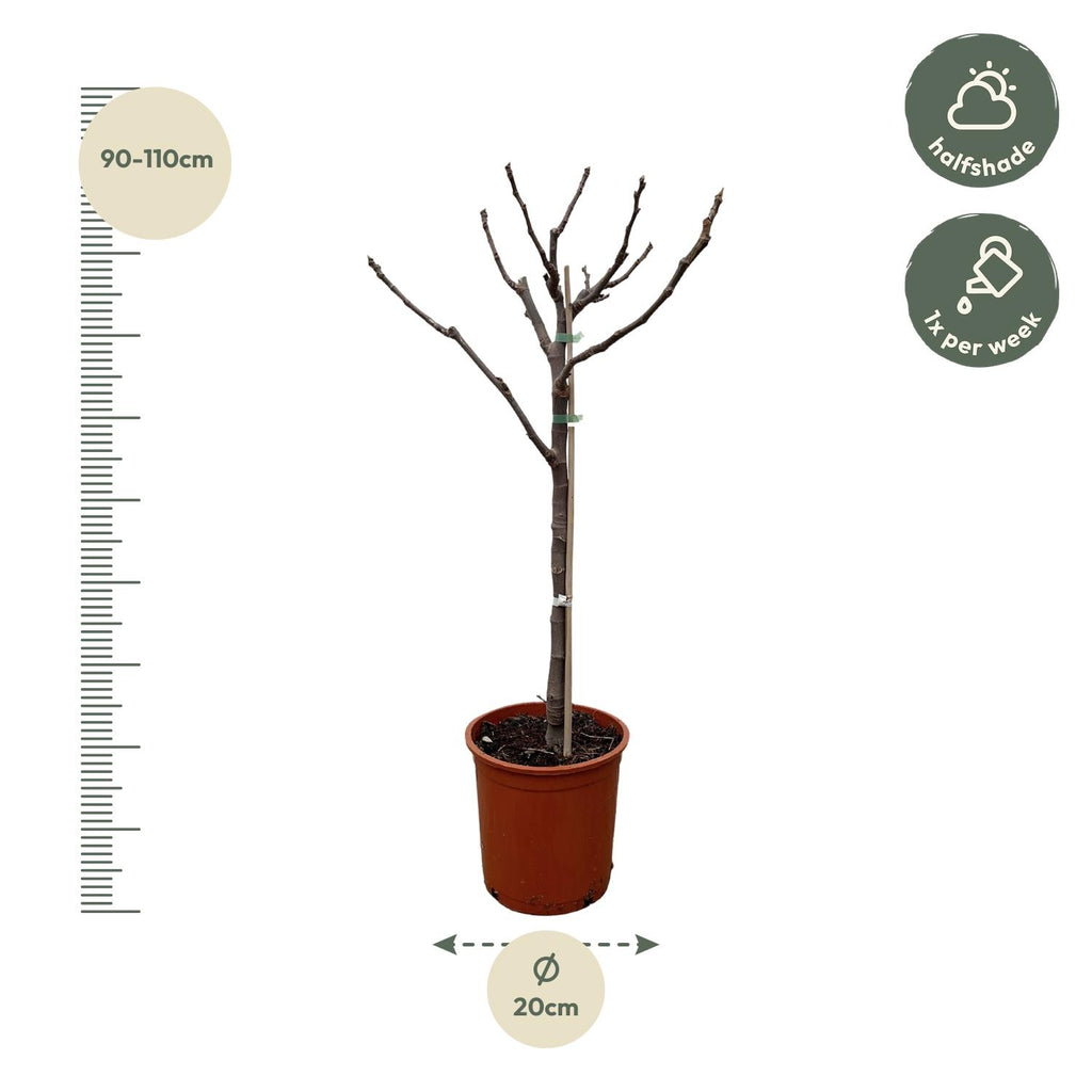 Ficus carica (common fig) standard – Ø20 cm, 100 cm high – photo 2