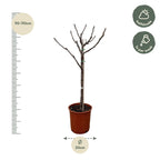 Ficus carica (common fig) standard – Ø20 cm, 100 cm high