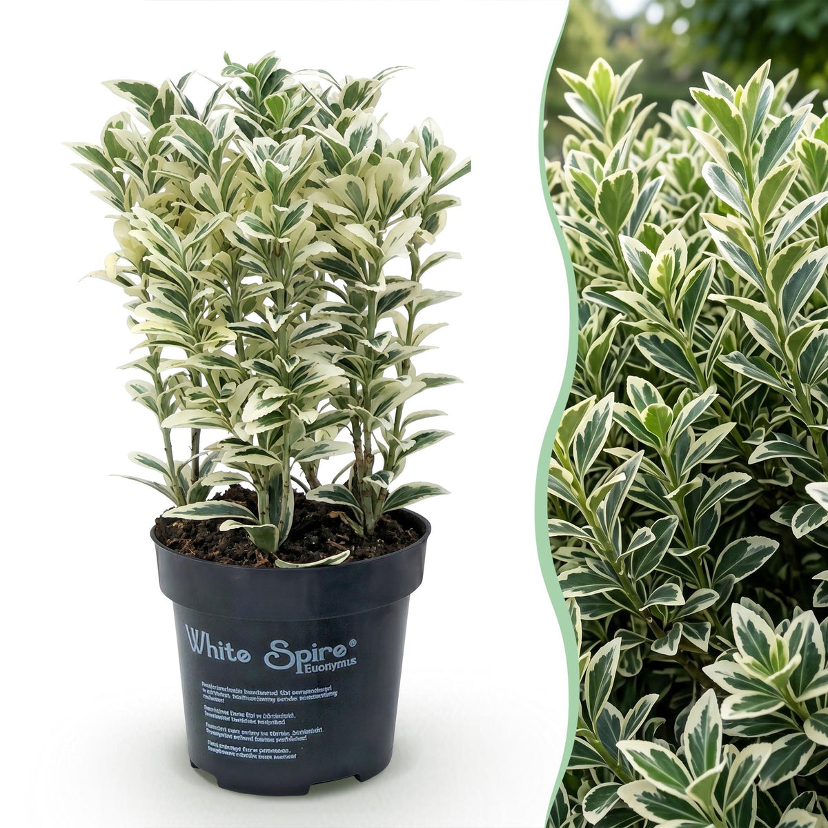 Euonymus japonicus 'White Spire' (kardinaalsmuts) – wit – 8 planten, Ø9 cm, 20–30 cm hoog – foto 3