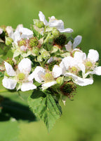 Rubus idaeus 'Malling Promise' (framboos) – Ø13 cm, 45 cm hoog