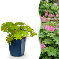 Geranium macrorrhizum (géranium vivace) – rose – 12 plants, Ø11 cm, 15–25 cm de haut