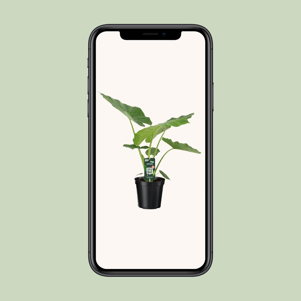 Alocasia Macrorrhiza (elefantøre) – Ø19 cm, 70 cm høj