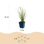 Pennisetum alop. 'Little Bunny' (Lampenputzergras) – 24 Pflanzen, Ø11 cm, 15–25 cm hoch