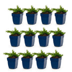 Phlox 'Maischnee' (Leuchterblume) – weiß – 12 Pflanzen, Ø11 cm, 15–25 cm hoch