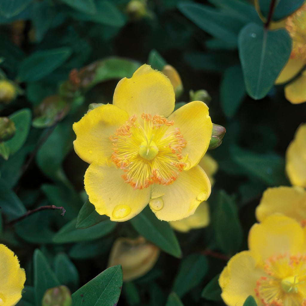 Hypericum calycinum (Schmalblättriger Johanniskraut) – 6 Pflanzen, Ø9 cm, 10–25 cm hoch – Bild 5