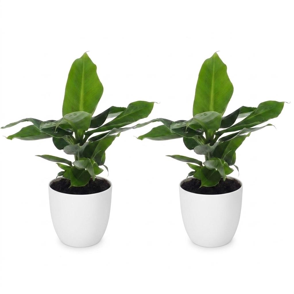 2× Musa Oriental Dwarf (planta banane) en pot décoratif Potter blanc – Ø12 cm, 30 cm de haut