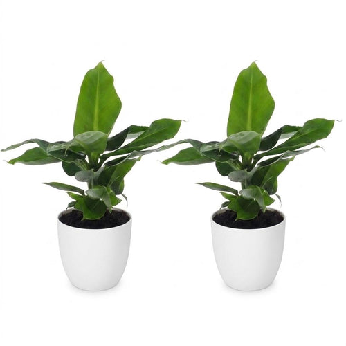 2× Musa Oriental Dwarf (bananenplant) in Potter-sierpot wit – Ø12 cm, 30 cm hoog