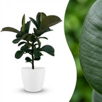 Ficus elastica Cloe (Gummibaum) im weißen Potter-Übertopf – Ø 19 cm, 65 cm hoch