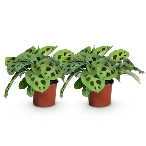 2× Maranta Fascinator Kerchoveana (gebedsplant) – Ø12 cm, 30–35 cm hoog