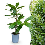 Prunus laurocerasus 'Rotundifolia' (cherry laurel) – 40 plants, Ø9 cm, 25–35 cm high