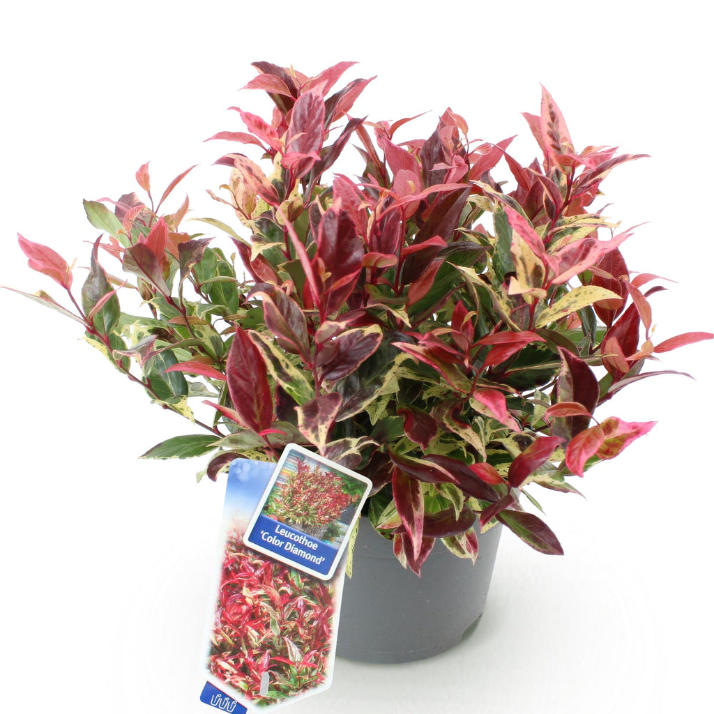 Leucothoe 'Colour Diamond' – brunet – Ø17 cm, 45 cm høj – billede 2