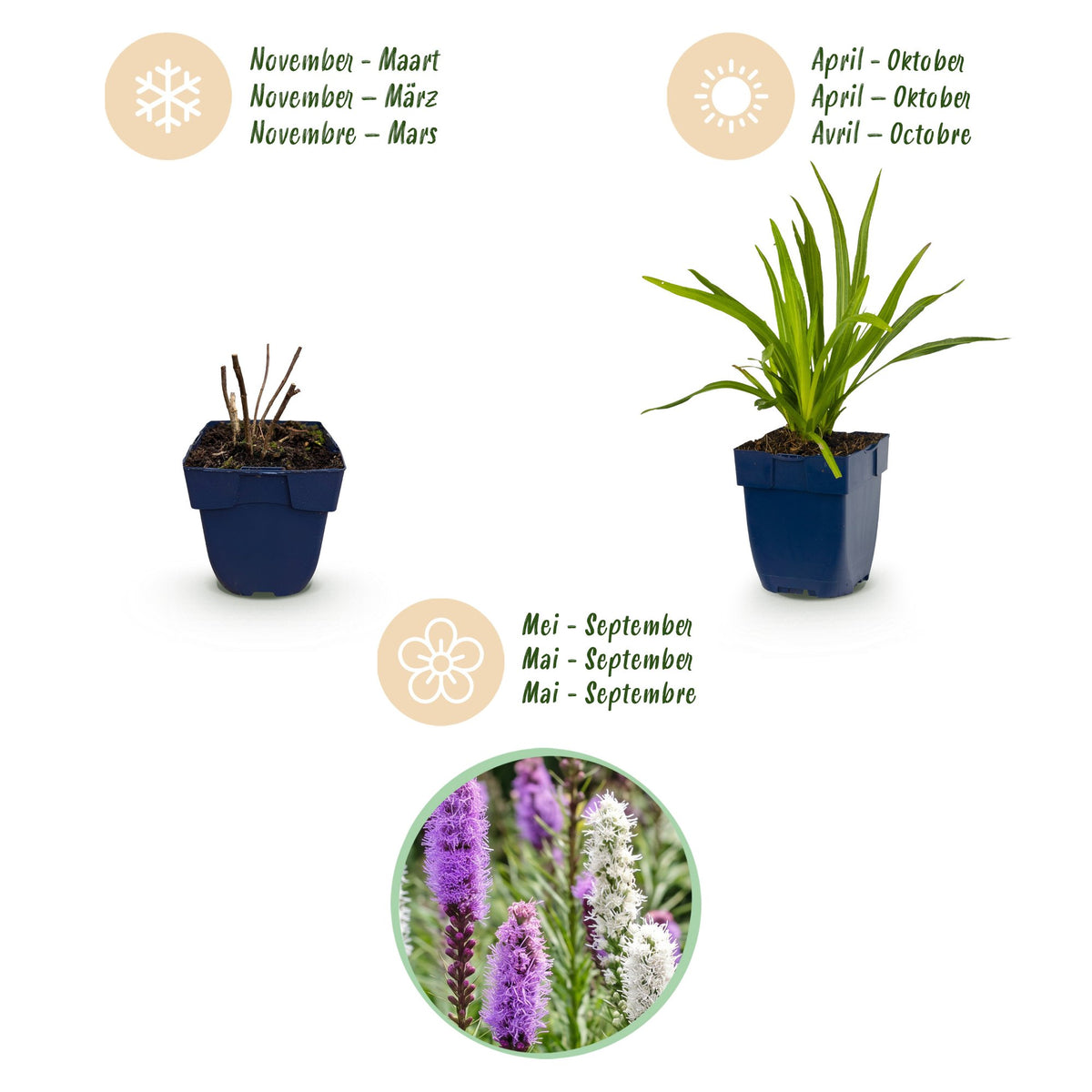 Liatris 'Duo' (lampenpoetserplant) – roze-wit – 12 planten, Ø11 cm, 15–25 cm hoog – foto 4