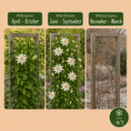 Passiflora caerulea 'Constance Elliott' (passiflore) – blanc – 6 plantes, Ø9 cm, 35 cm de haut