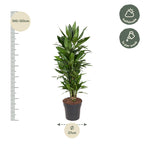 Dracaena Janet Lind verzweigt (Drachenbaum) – Ø 27 cm, 110 cm hoch