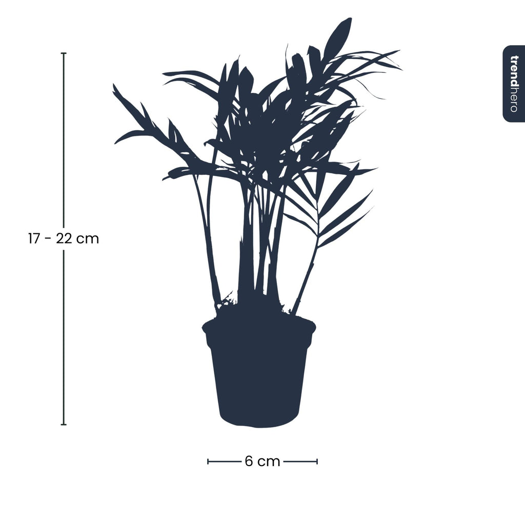 Chamaedorea elegans 'baby' (palmier de montagne) – Ø6 cm – photo 4