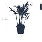 Chamaedorea elegans 'baby' (palmier de montagne) – Ø6 cm