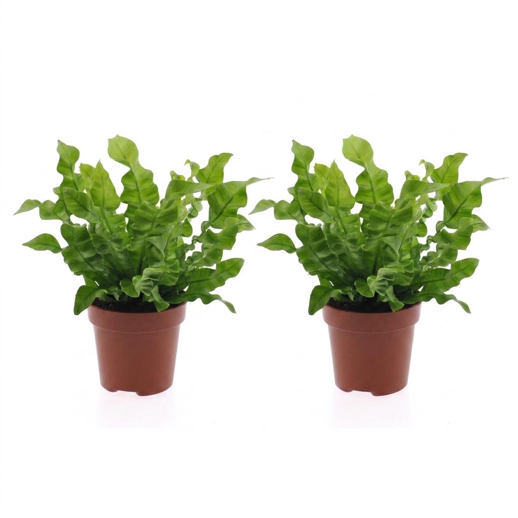 2× Asplenium Crispy Wave (fugleredbreg) – Ø12 cm, 30 cm høj