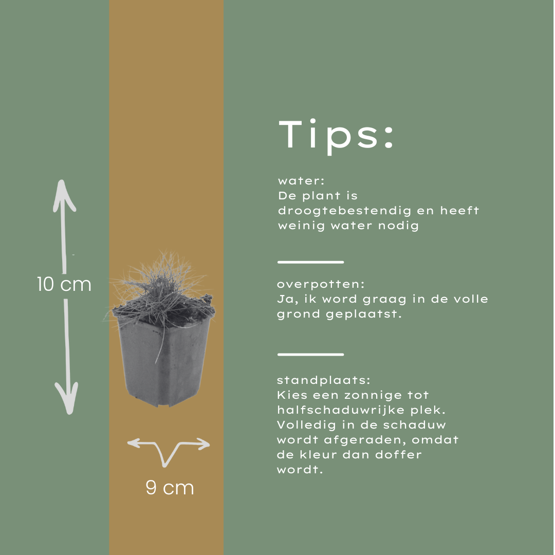 Festuca gautieri (fétuque bleue) – 6 plants, Ø9 cm, 10–25 cm de haut – photo 4