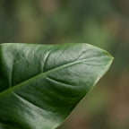 Philodendron Imperial Green – Ø19 cm, 65 cm high