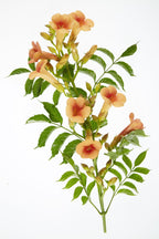 Campsis 'Indian Summer' (Trompeten-Kletterpflanze) – 2 Pflanzen, Ø15 cm, 65 cm hoch