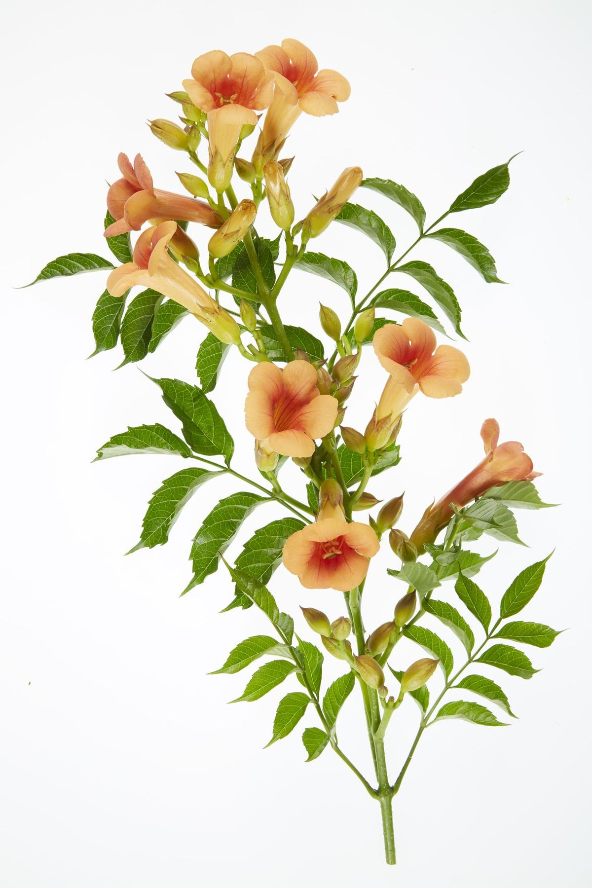 Campsis 'Indian Summer' (Trompeten-Kletterpflanze) – 2 Pflanzen, Ø15 cm, 65 cm hoch – Bild 4