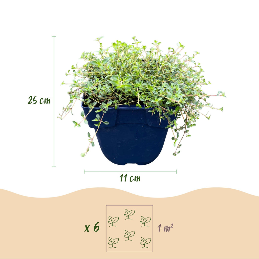 Thymus praecox 'Red Carpet' (thym rampant) – rose-rouge – 6 plants, Ø11 cm, 15–25 cm de haut – photo 3