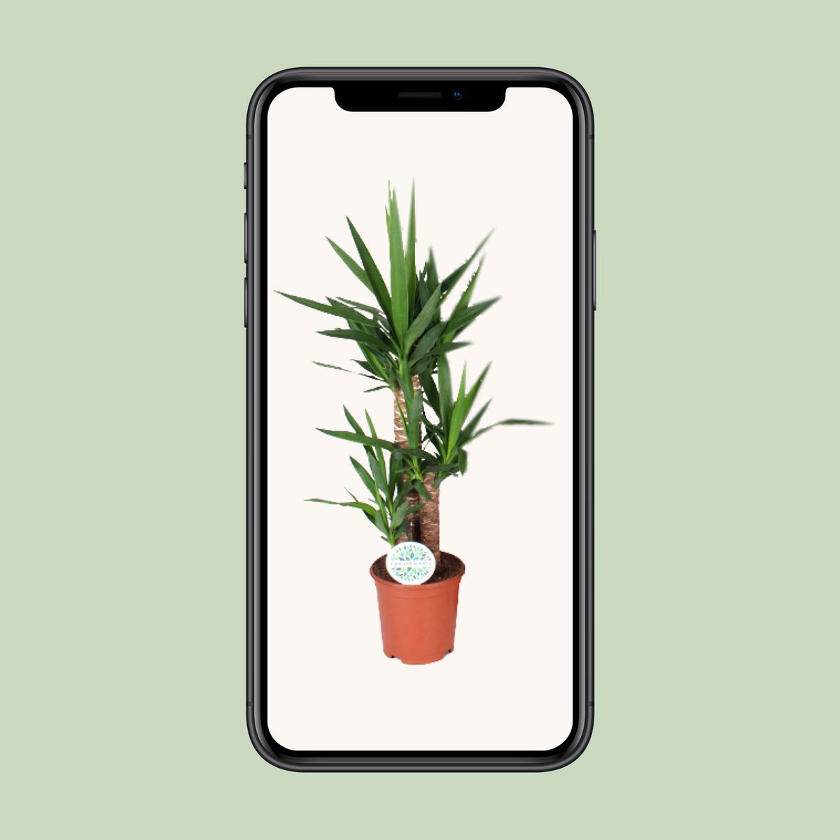 Yucca – Ø21 cm, 90 cm hoog – art. 15939