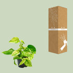 Epipremnum Marble Queen (scindapsus) – Ø15 cm, 25 cm høj