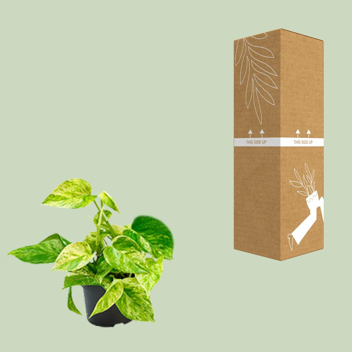 Epipremnum Marble Queen (scindapsus) – Ø15 cm, 25 cm høj