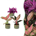 3× Babyplantjes Paradise Mix incl. Linnea Olive – Ø6 cm, 10–15 cm hoog