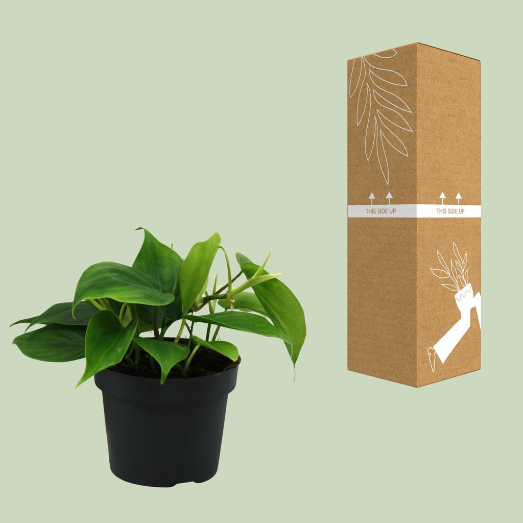 Philodendron scandens – Ø12 cm, 20 cm hoog