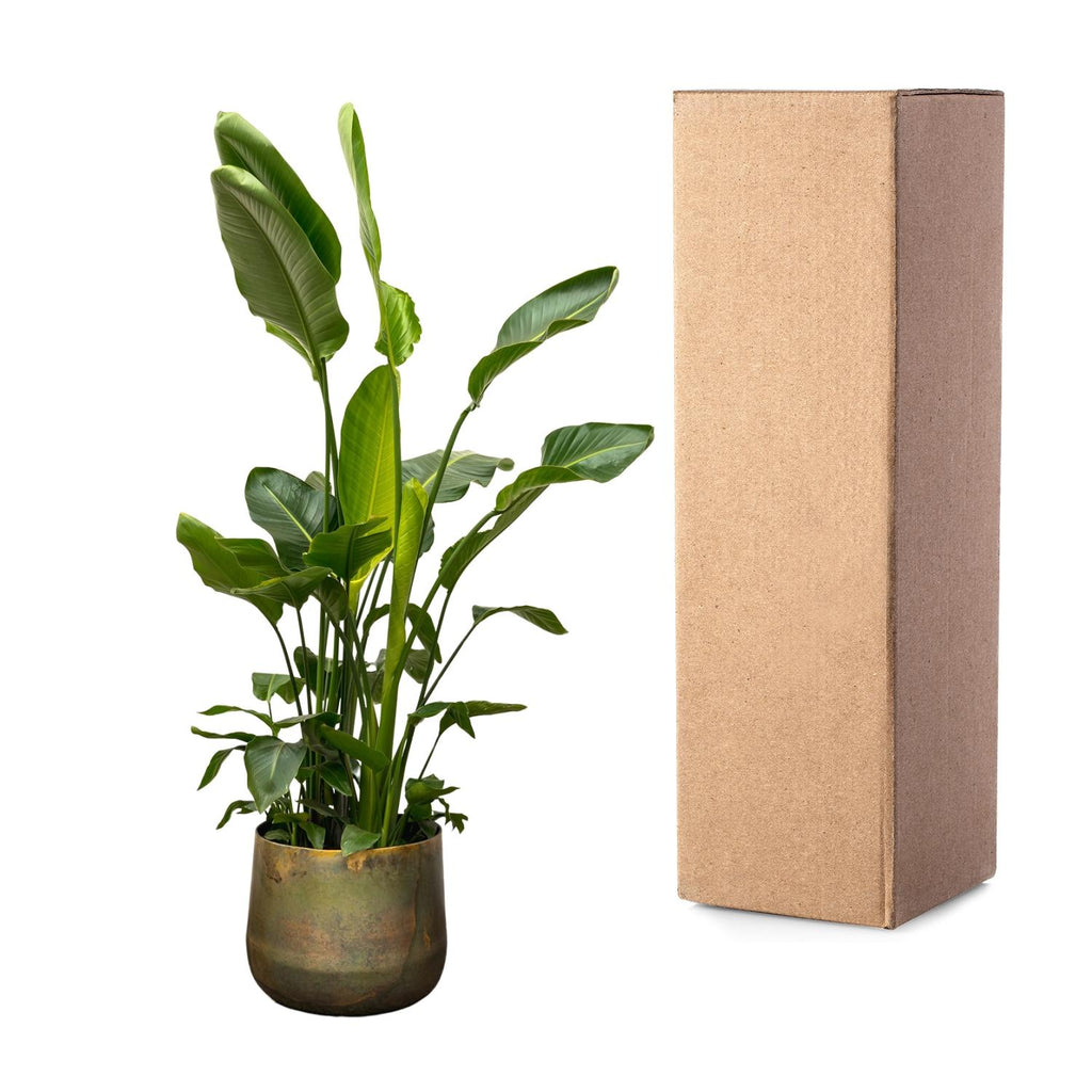 Strelitzia nicolai Deluxe XXL (White Bird of Paradise) – Ø40 cm, 250 cm high – photo 3