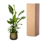Strelitzia nicolai Deluxe XXL (White Bird of Paradise) – Ø40 cm, 250 cm high