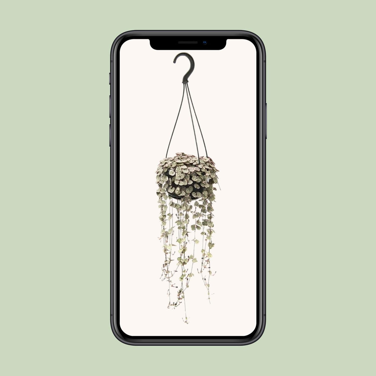 Ceropegia Linearis Subsp. Woodii Variegata (lanterne chinoise) – Ø14 cm, 38 cm de haut