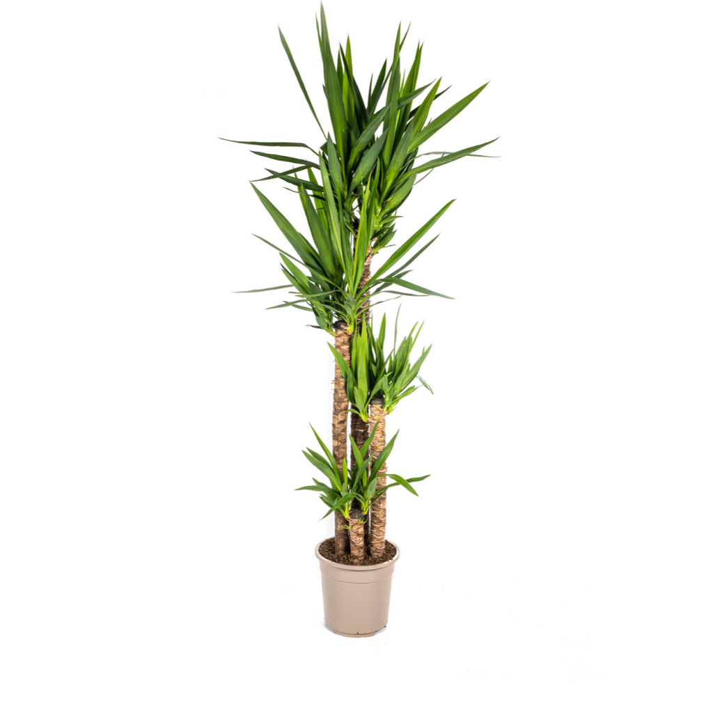 Yucca elephantipes – Ø27 cm, 150–170 cm hoog
