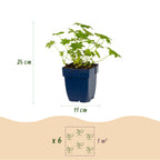 Geranium macrorrhizum 'Ingwersen’s Variety' (Riesen-Storkenblume) – hellrosa – 12 Pflanzen, Ø11 cm, 15–25 cm hoch