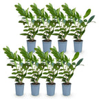 Prunus laurocerasus 'Caucasica' (Kirschlorbeer) – 8 Pflanzen, Ø9 cm, 25–35 cm hoch