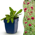 Knautia macedonica (verveine des Balkans) – rouge foncé – 12 plants, Ø11 cm, 15–25 cm de haut