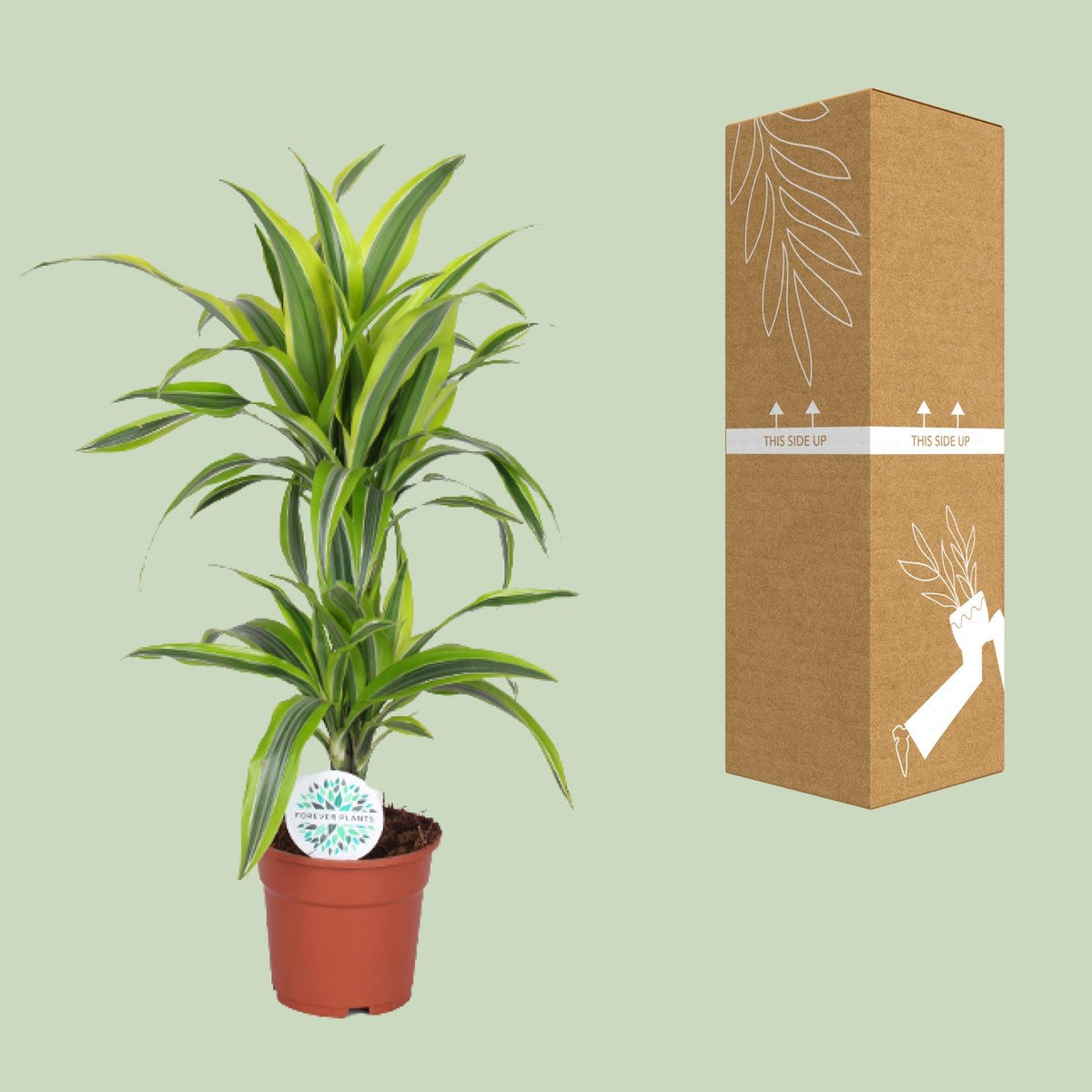 Dracaena Lemon Lime (drakenboom) – Ø17 cm, 65 cm hoog