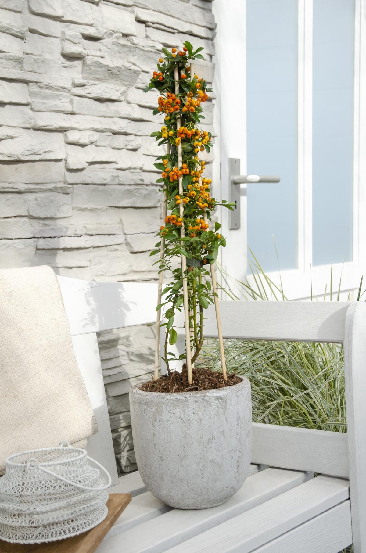 Pyracantha 'Orange Glow' (firethorn) – 4 plants, Ø15 cm, 65 cm high – photo 2