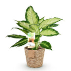 Dieffenbachia met mand – Ø17 cm, 45–50 cm hoog