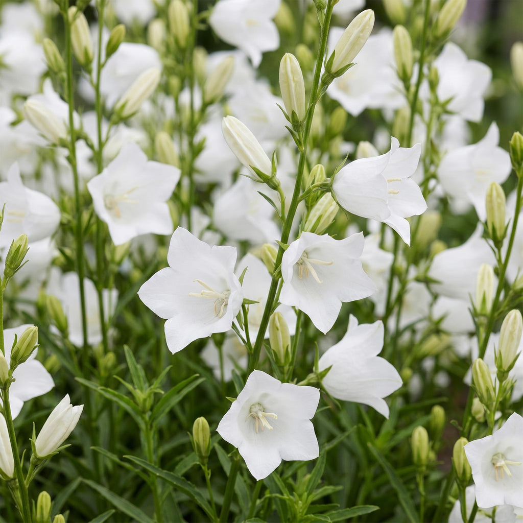 Campanula pers. 'Alba' (Persische Glockenblume) – weiß – 24 Pflanzen, Ø 11 cm, 15–25 cm hoch – Bild 5