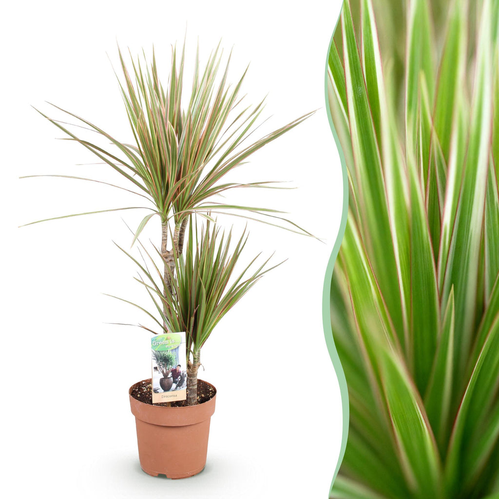 Dracaena marginata Bicolor (arbre dragonnier) – Ø17 cm, 70–75 cm de haut