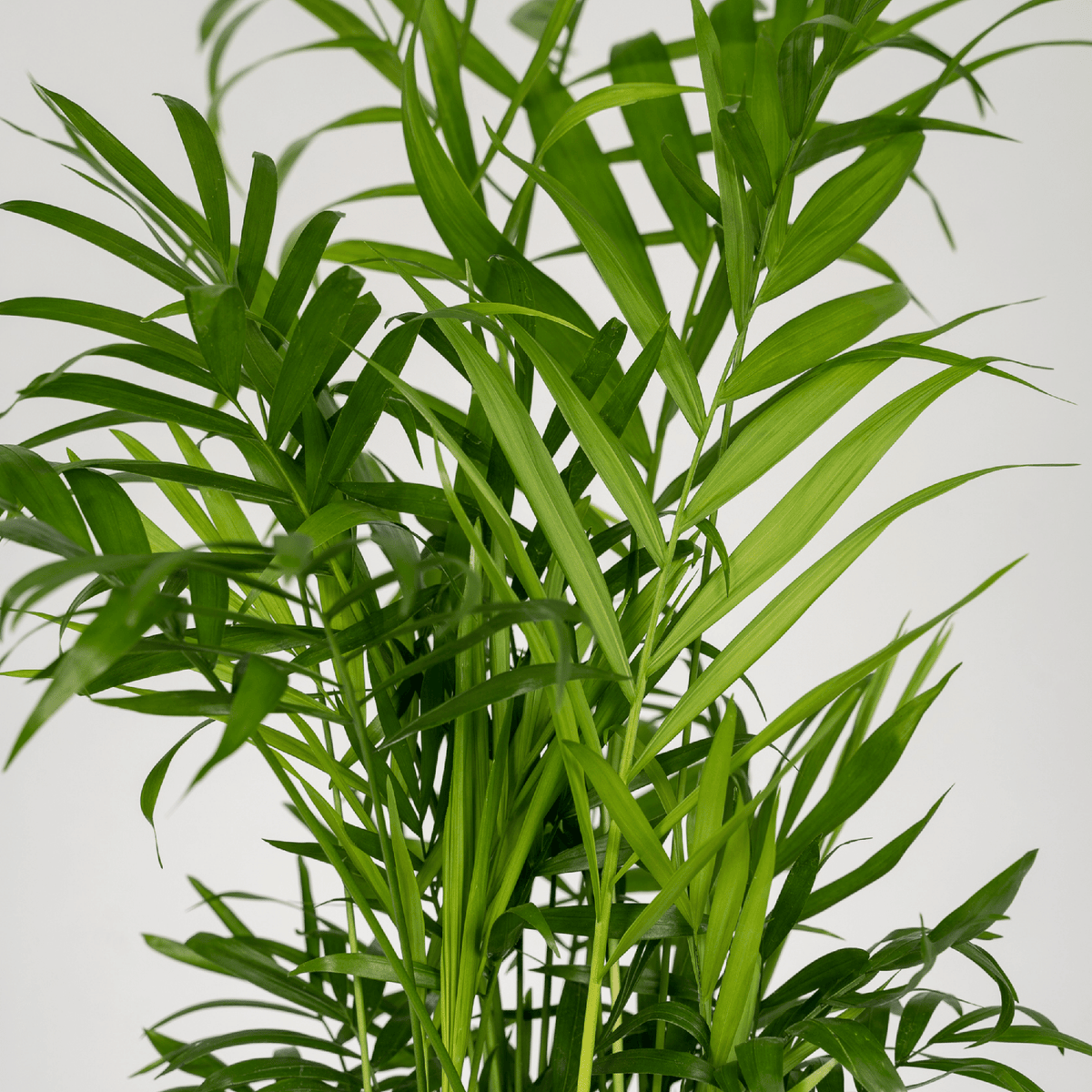 2× Mexicaanse Bergpalm (Chamaedorea) – Ø12 cm, 40 cm hoog