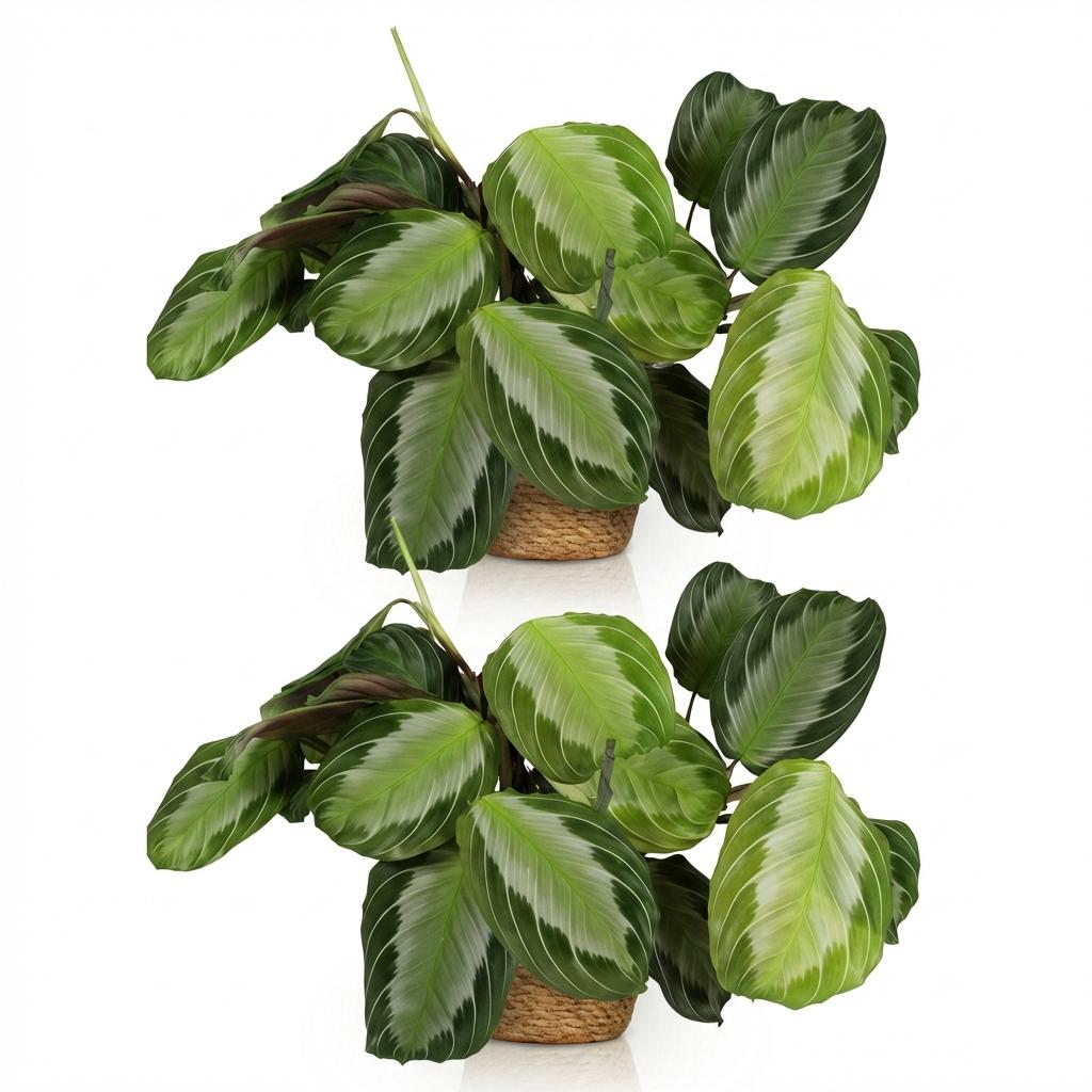 2× Maranta Fascinator Silverband (Gebetsstaude) mit Körbchen – Ø 12 cm, 25 cm hoch – Bild 2