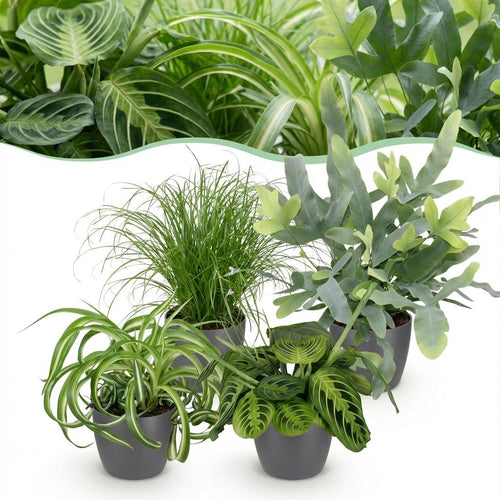 4× Maranta (gebedsplant) in Potter-sierpot grijs – Ø12 cm, 25 cm hoog