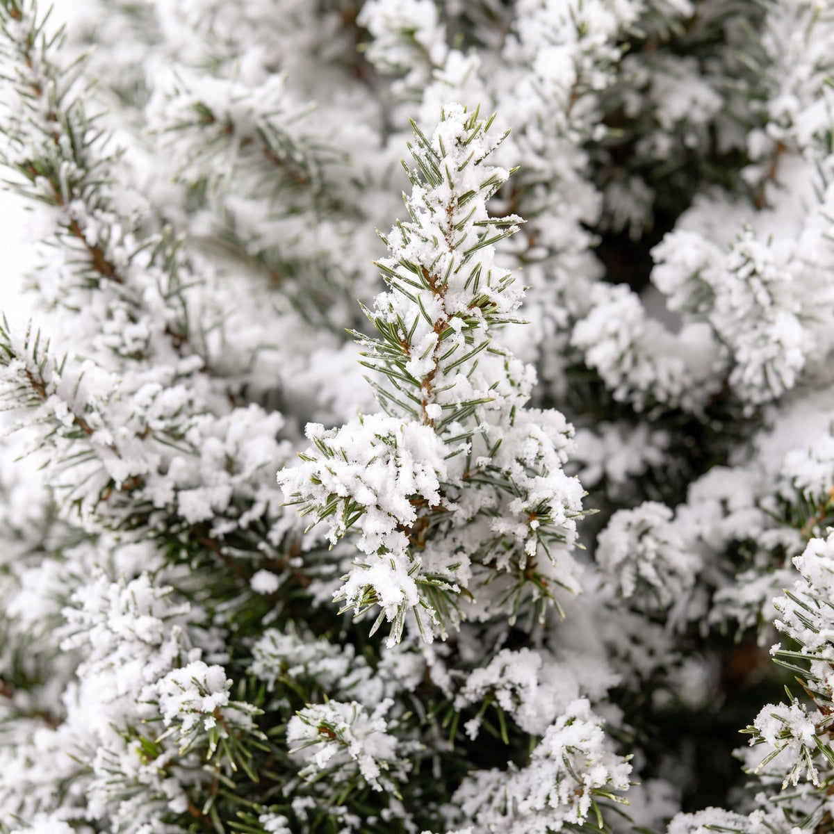 Picea glauca Conica (petit sapin de Noël) en toile de jute – Ø19 cm, 65 cm de haut – blanc